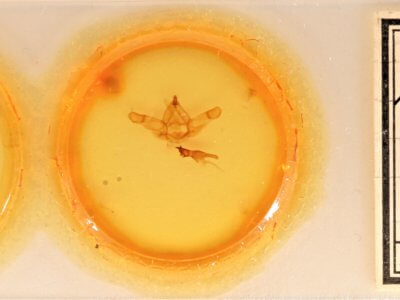 slide view of adult Nadata gibbosa