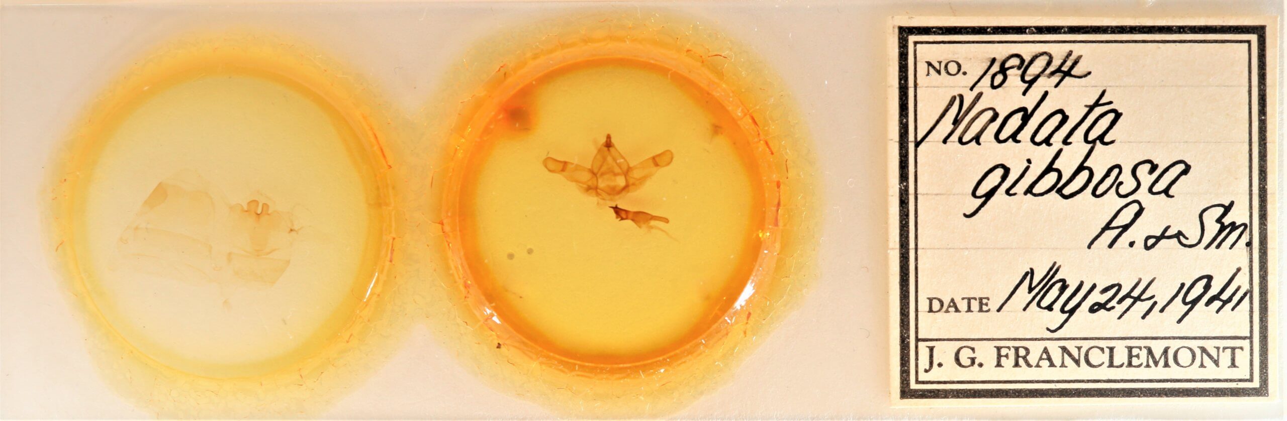 slide view of adult Nadata gibbosa