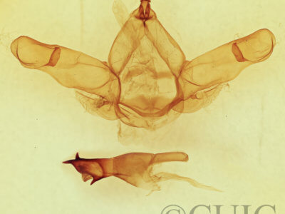 genitalia view of adult Nadata gibbosa