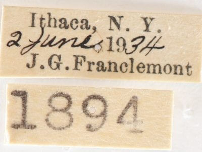 label view of adult Nadata gibbosa