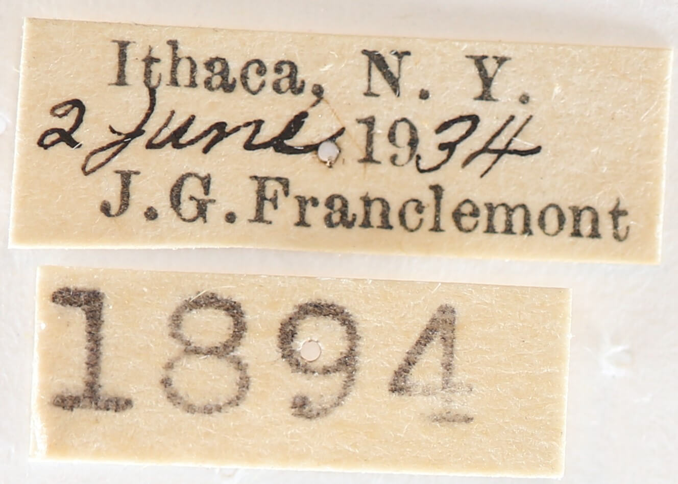 label view of adult Nadata gibbosa