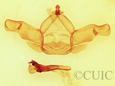 genitalia view of adult Nadata gibbosa