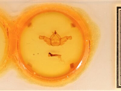 slide view of adult Nadata gibbosa