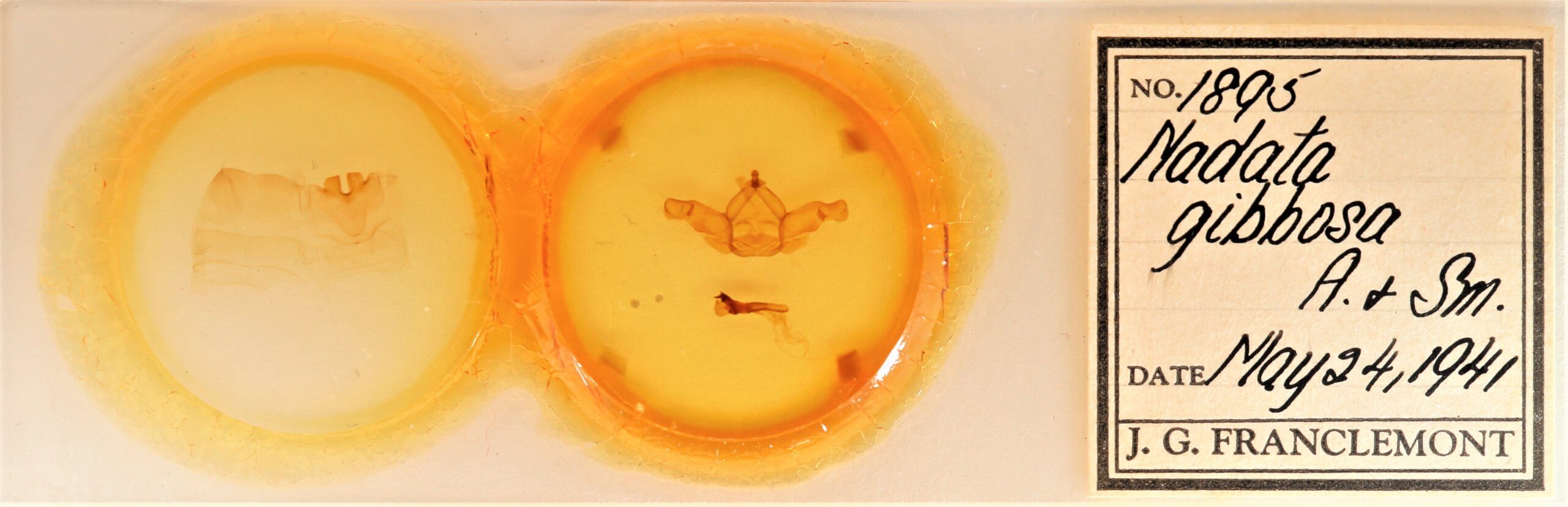 slide view of adult Nadata gibbosa