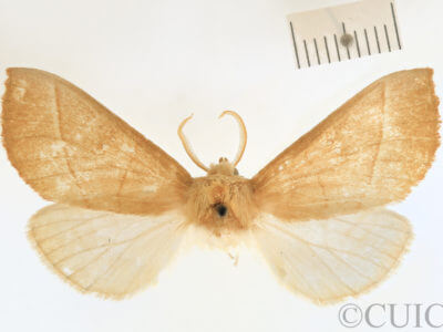 dorsal view of adult Nadata gibbosa