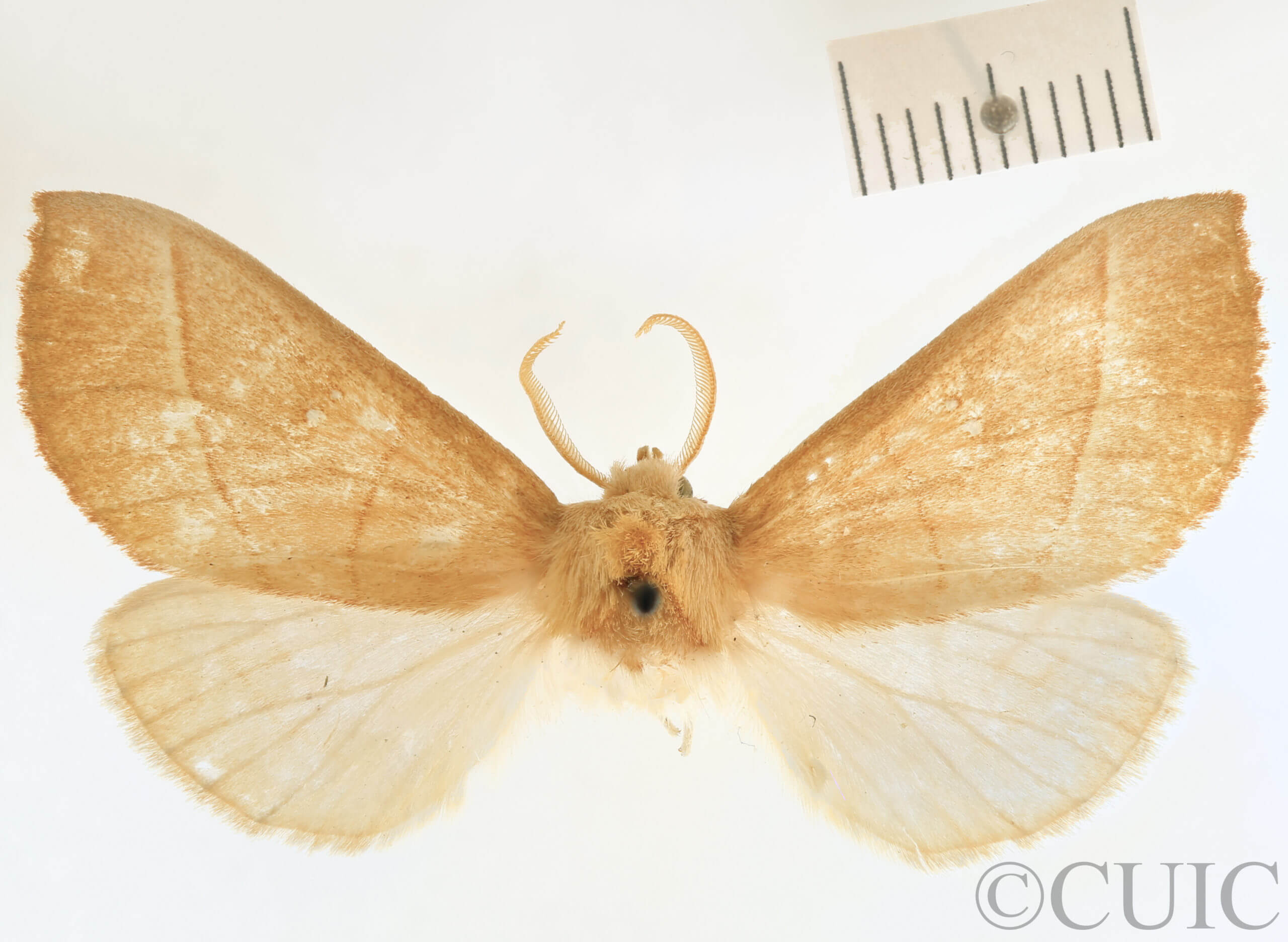 dorsal view of adult Nadata gibbosa