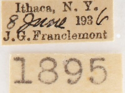 label view of adult Nadata gibbosa