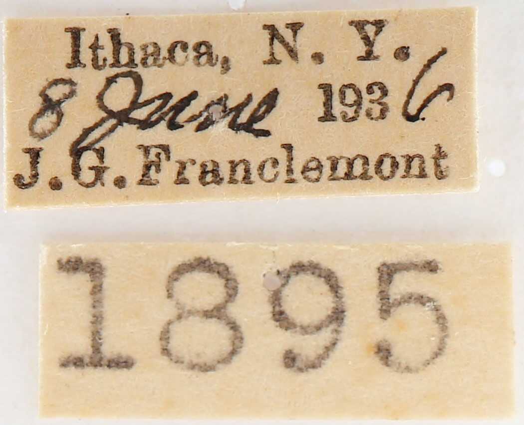 label view of adult Nadata gibbosa