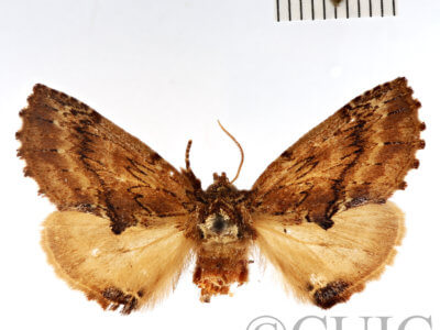 dorsal view of adult Ptilodon capucina