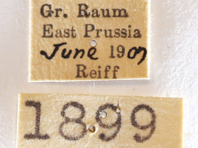 genitalia view of adult Ptilodon capucina