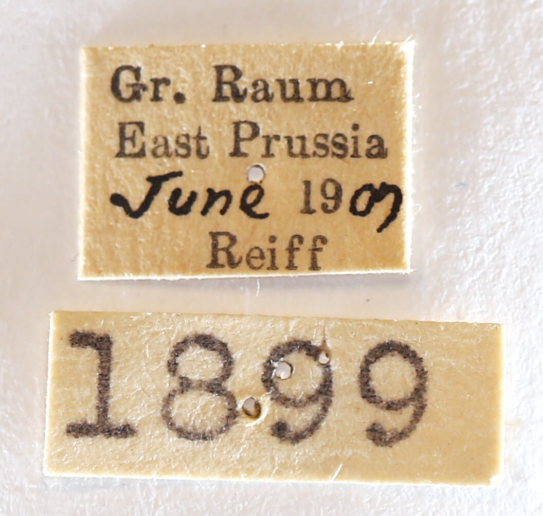 genitalia view of adult Ptilodon capucina