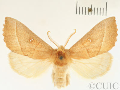 dorsal view of adult Nadata gibbosa