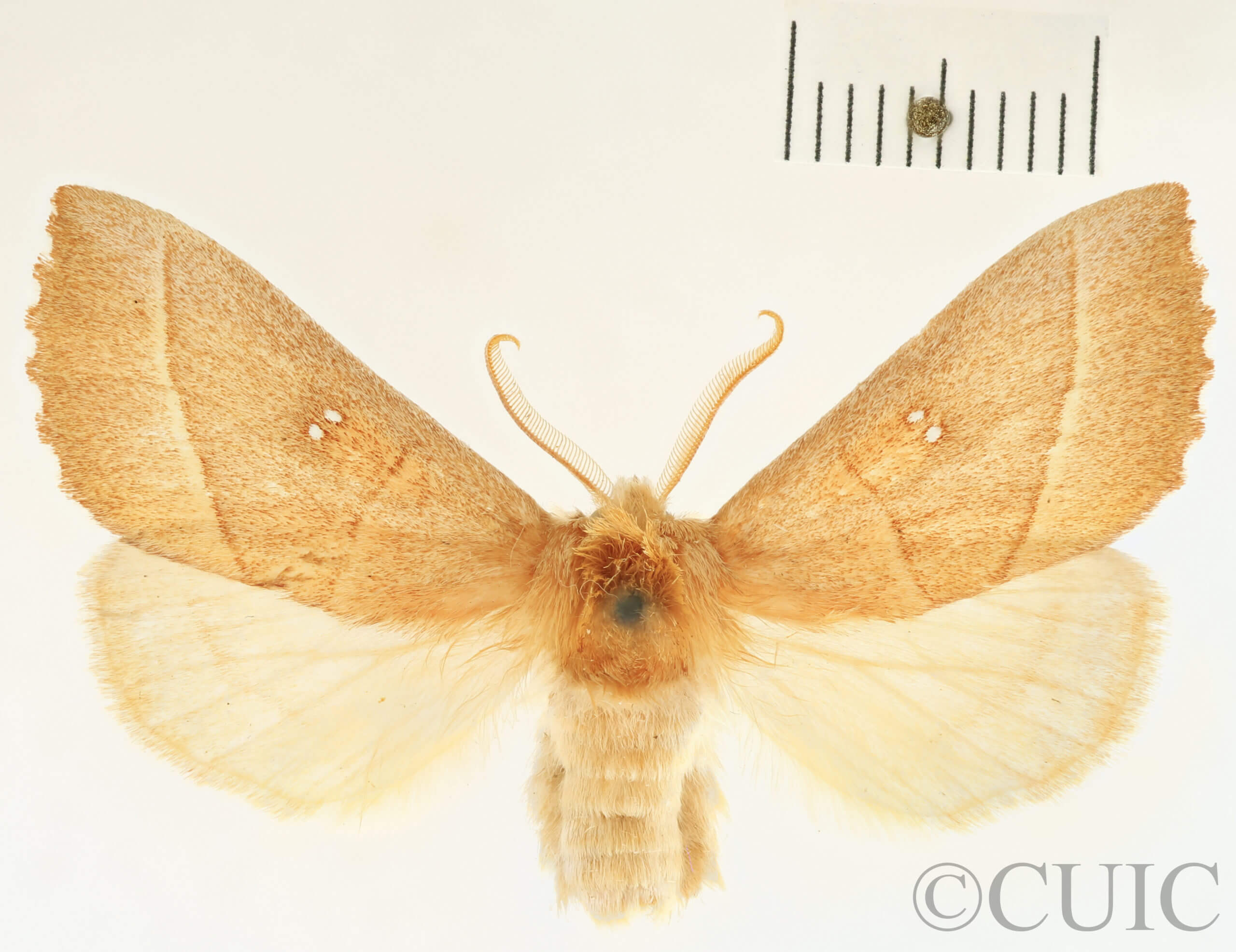dorsal view of adult Nadata gibbosa