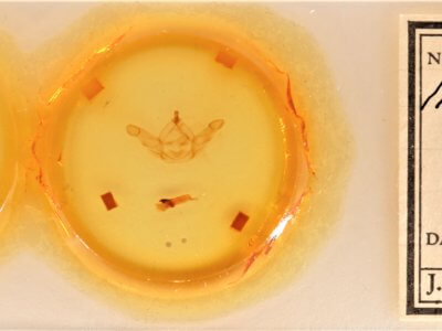 slide view of adult Nadata gibbosa