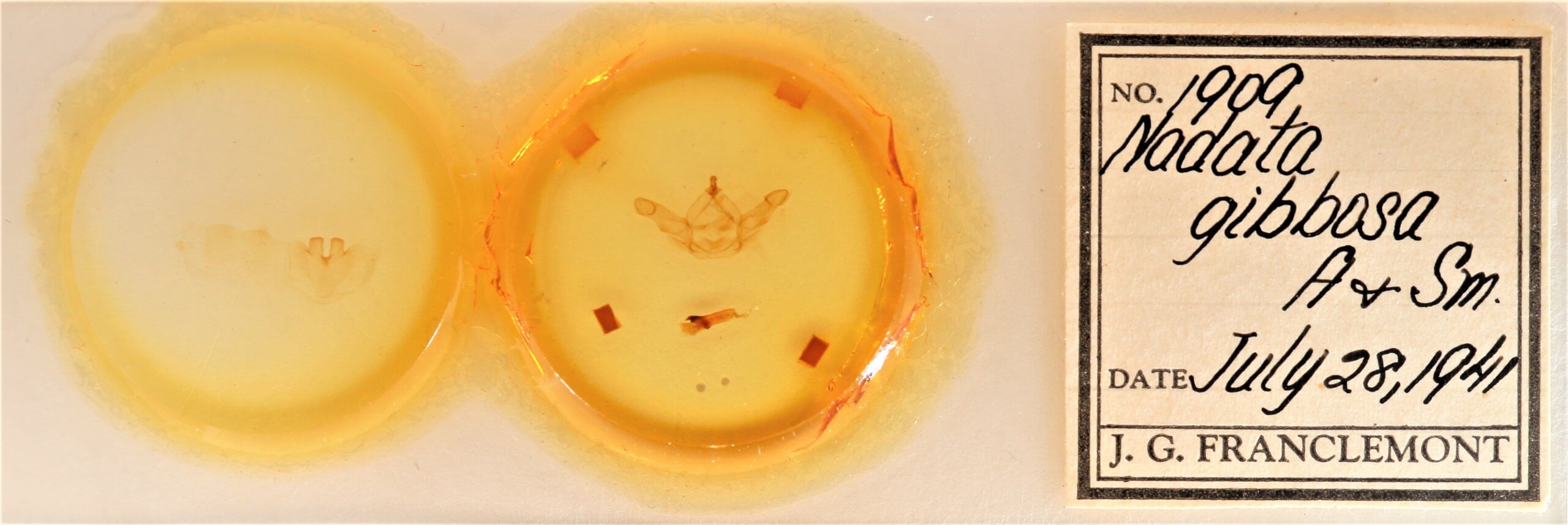 slide view of adult Nadata gibbosa