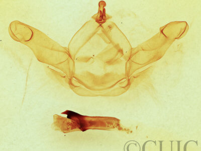genitalia view of adult Nadata gibbosa