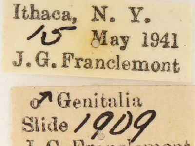 label view of adult Nadata gibbosa