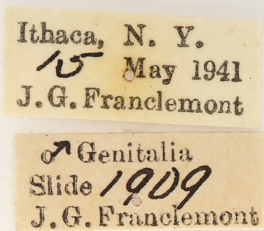 label view of adult Nadata gibbosa