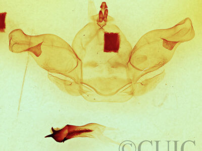 genitalia view of adult Nadata gibbosa