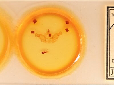 slide view of adult Nadata gibbosa