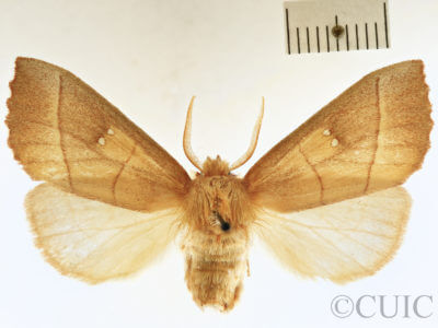 dorsal view of adult Nadata gibbosa