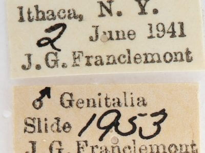 label view of adult Nadata gibbosa