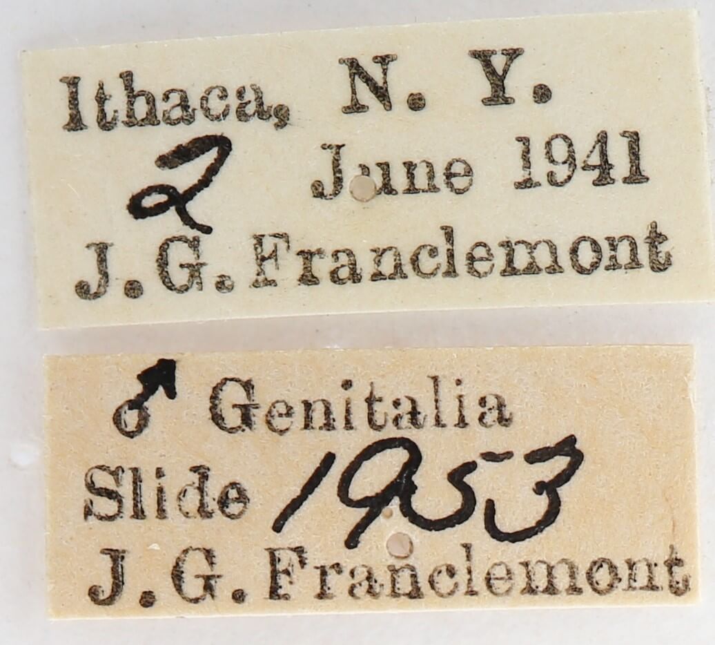 label view of adult Nadata gibbosa