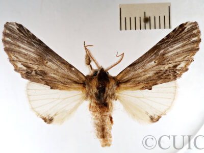 dorsal view of adult Ianassa lignicolor