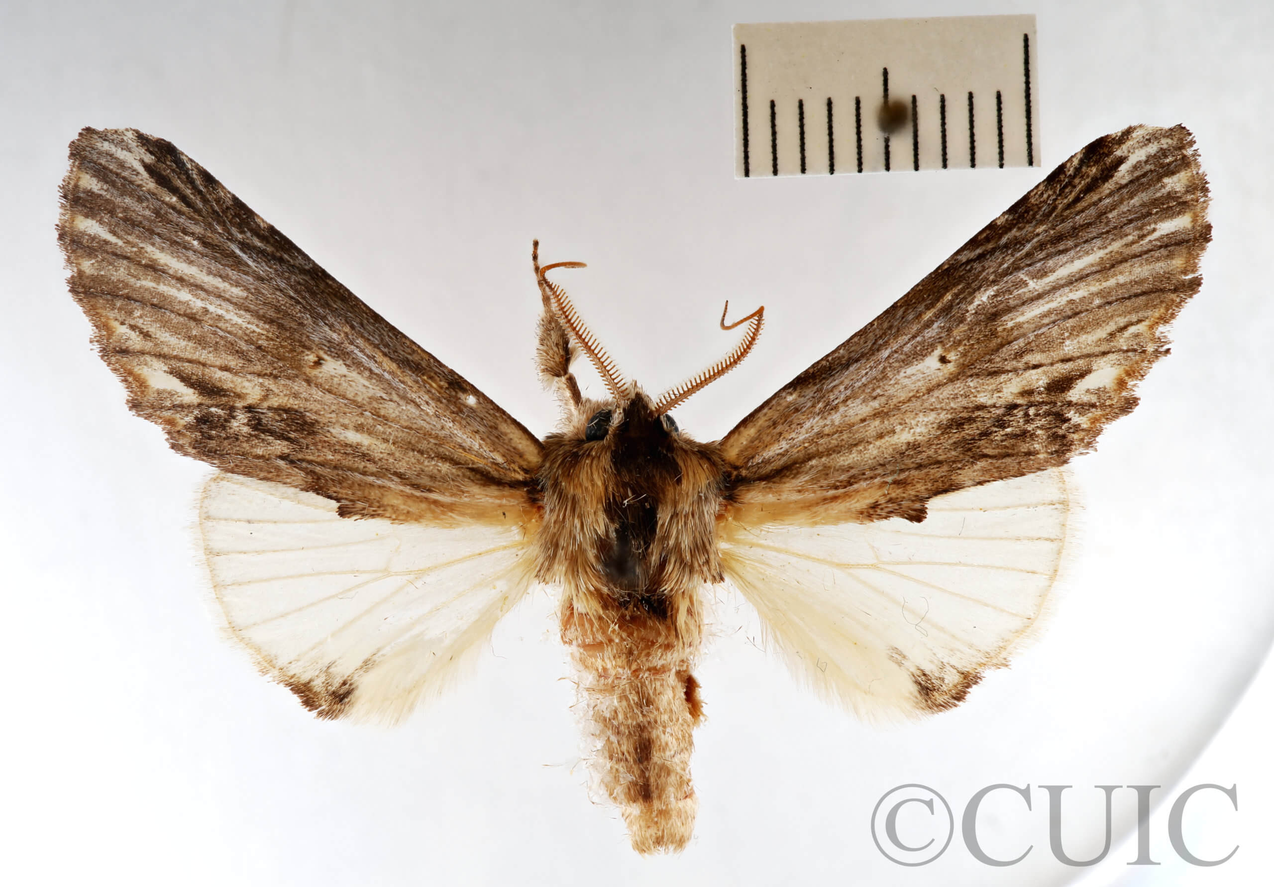 dorsal view of adult Ianassa lignicolor