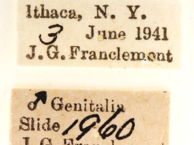 label view of adult Ianassa lignicolor