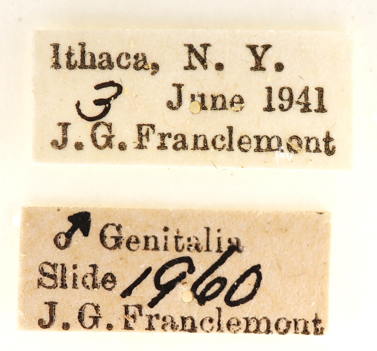 label view of adult Ianassa lignicolor