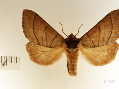 dorsal view of adult Datana angusii