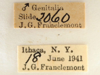 label view of adult Datana angusii