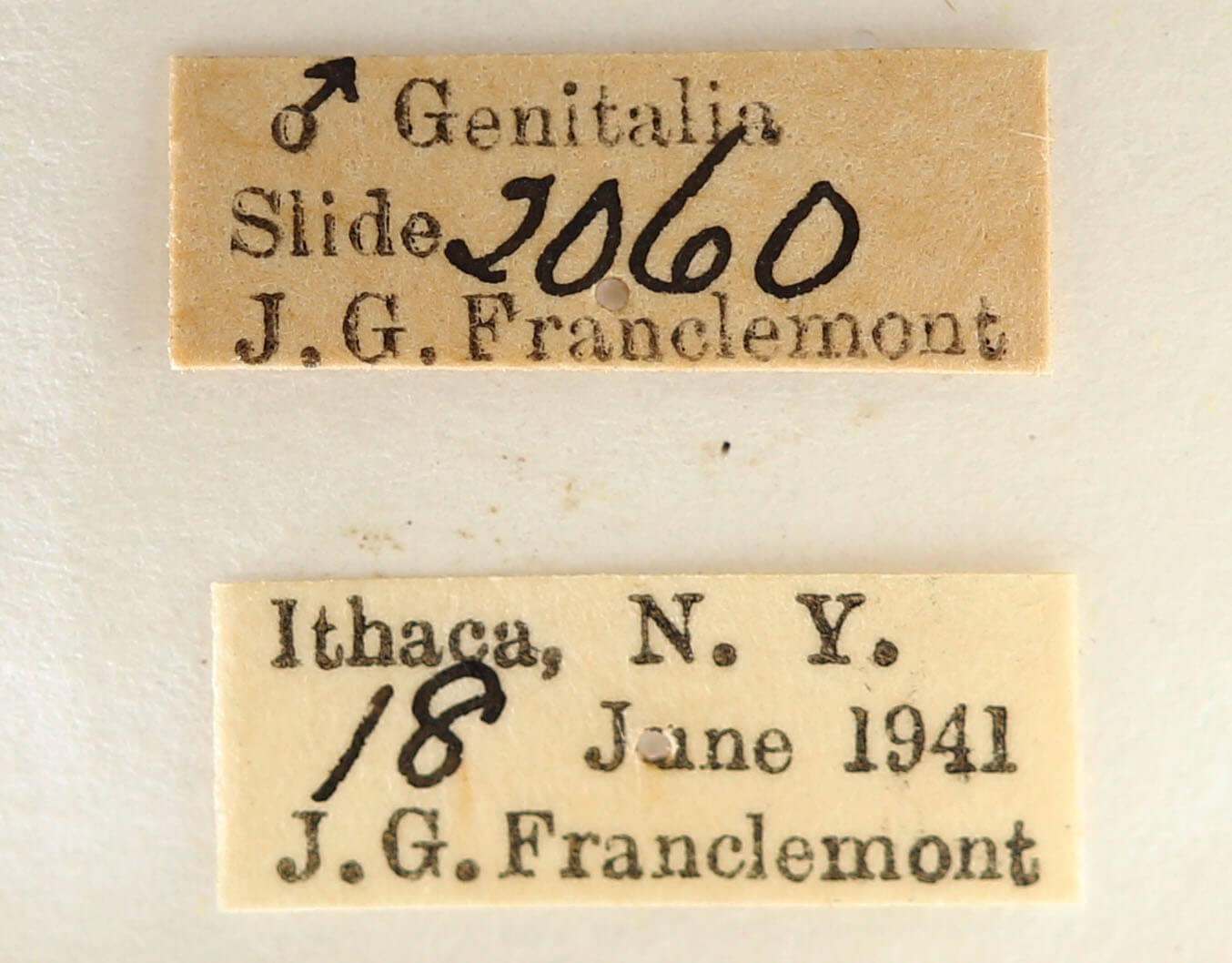 label view of adult Datana angusii