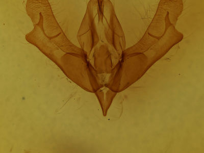 genitalia view of adult Acronicta afflicta