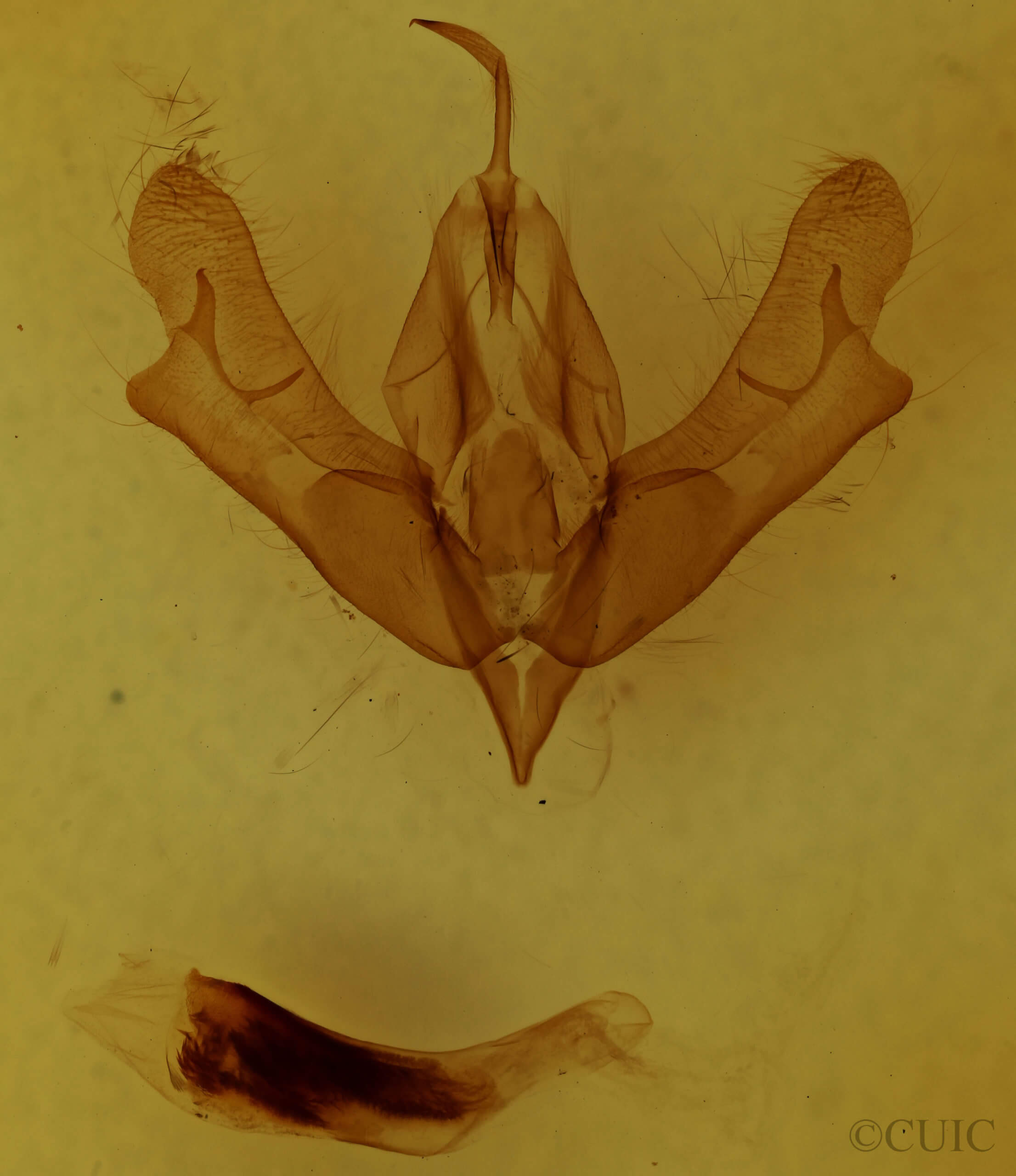 genitalia view of adult Acronicta afflicta