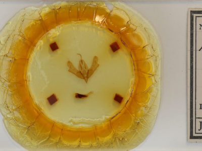 slide view of adult Acronicta afflicta