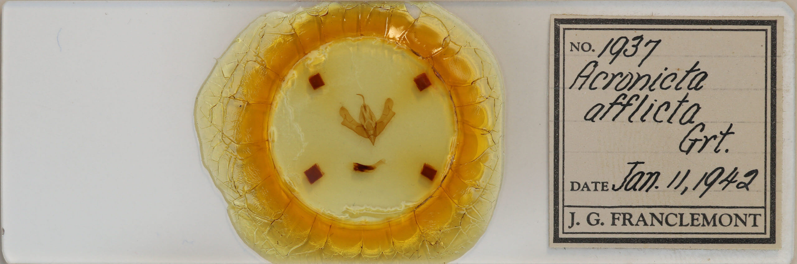 slide view of adult Acronicta afflicta