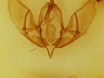 genitalia view of adult Acronicta americana