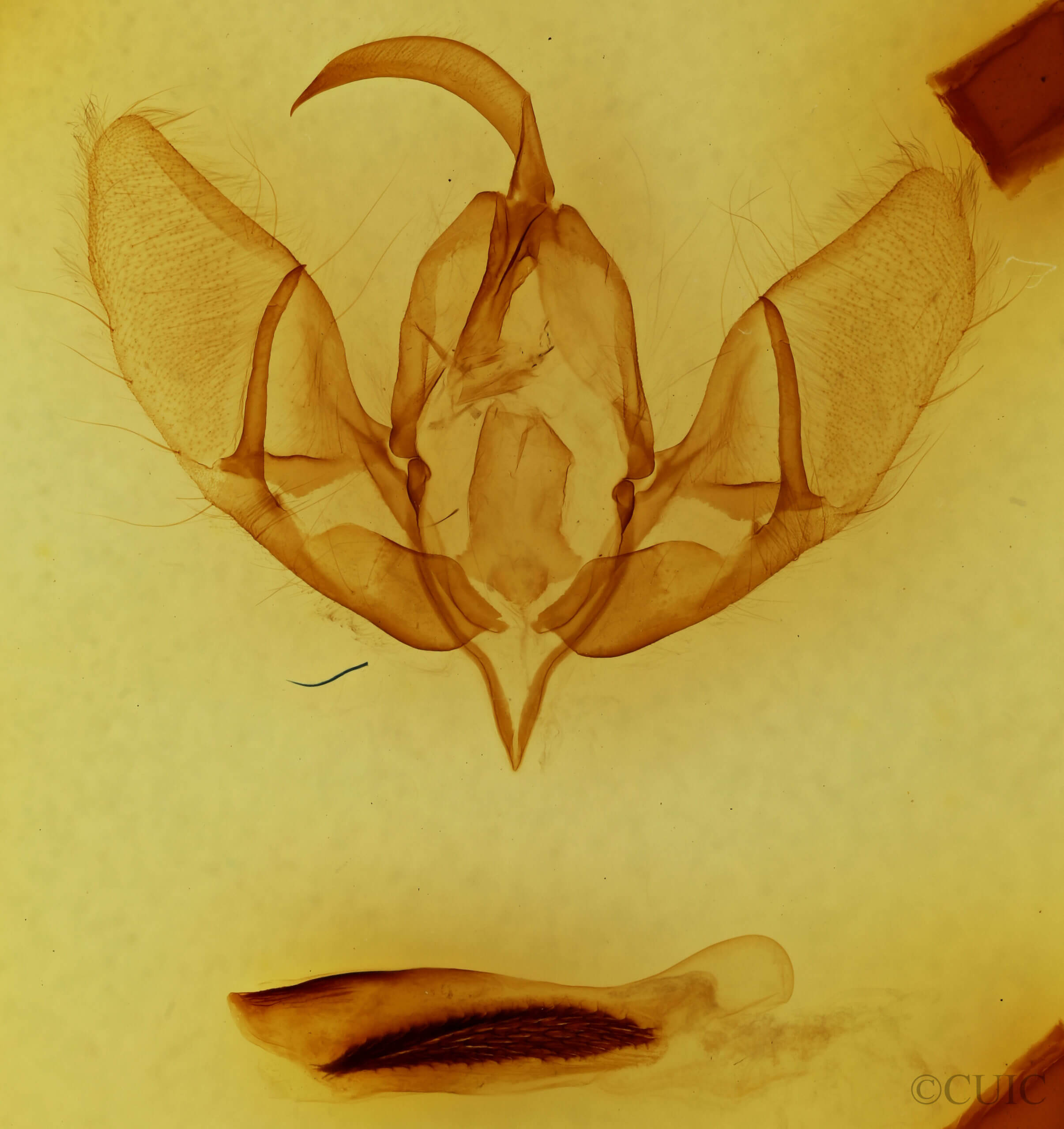 genitalia view of adult Acronicta americana