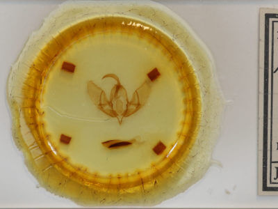 slide view of adult Acronicta americana