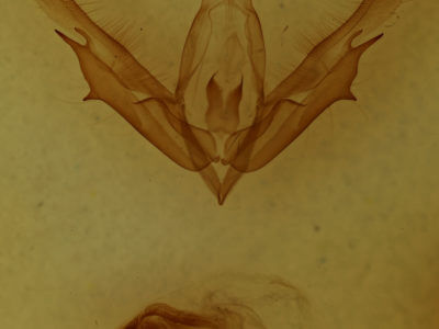 genitalia view of adult Acronicta clarescens