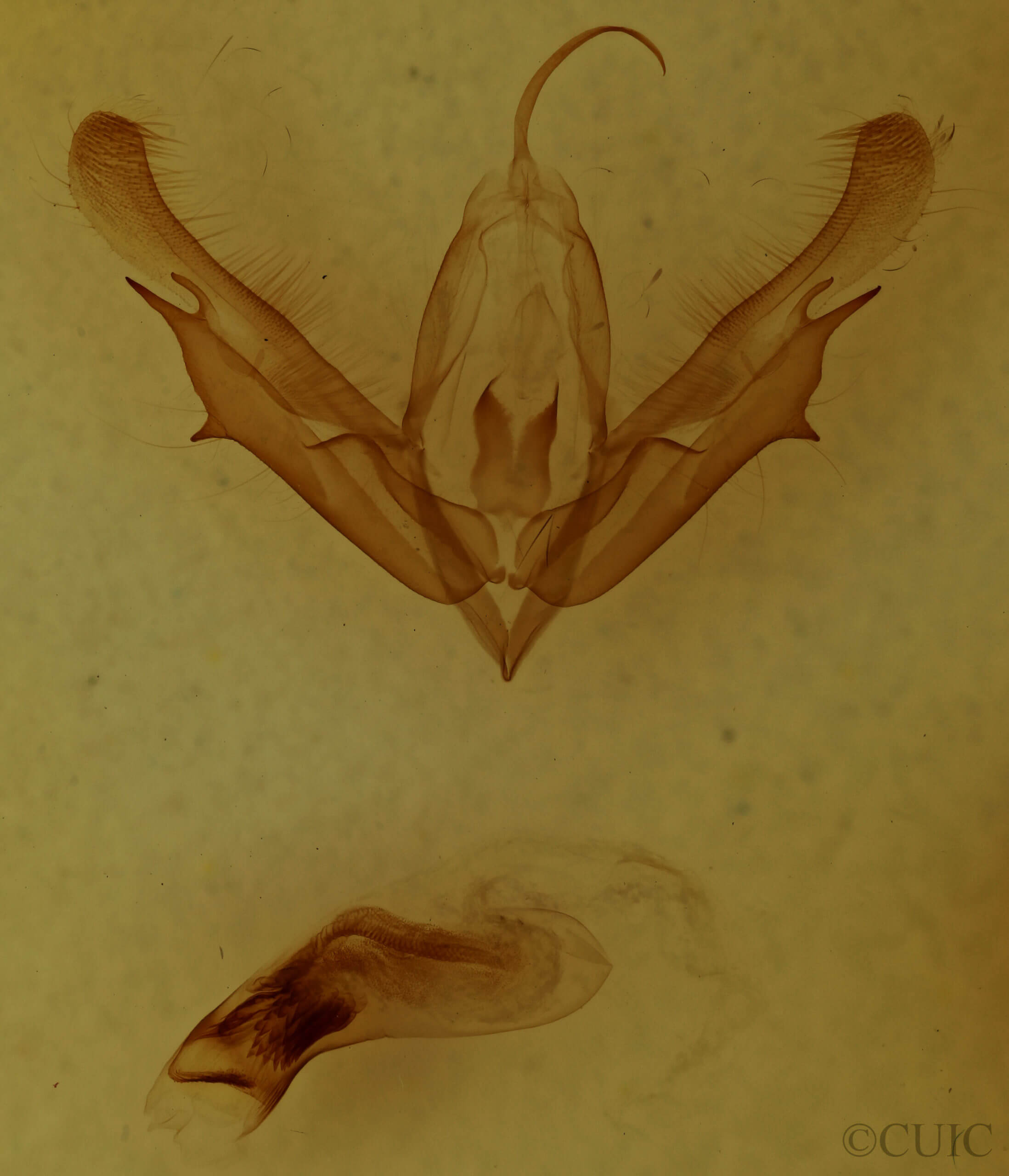 genitalia view of adult Acronicta clarescens