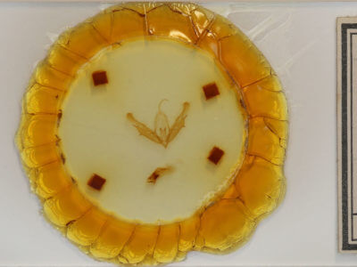 slide view of adult Acronicta clarescens