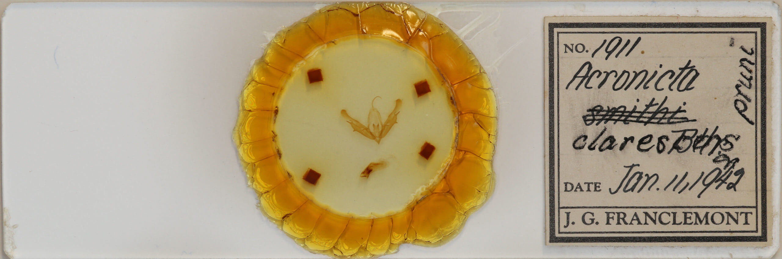 slide view of adult Acronicta clarescens