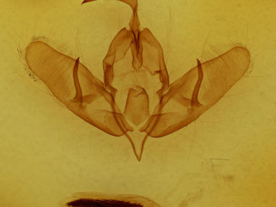 genitalia view of adult Acronicta dactylina