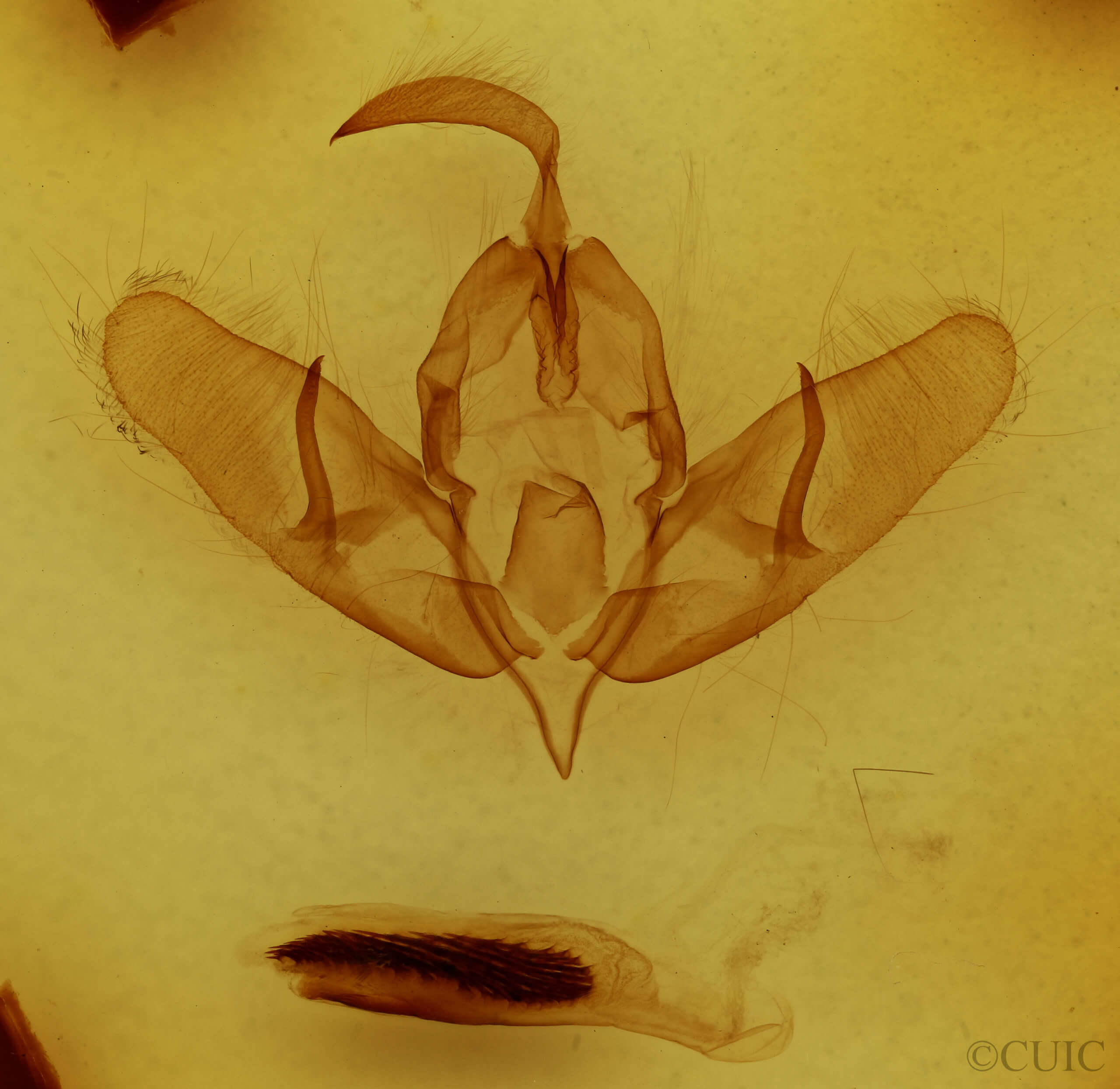 genitalia view of adult Acronicta dactylina