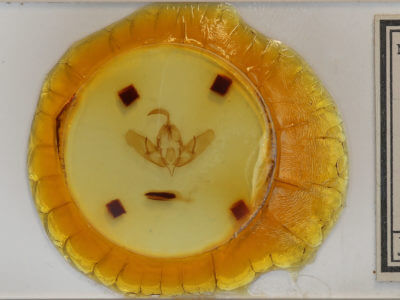 slide view of adult Acronicta dactylina