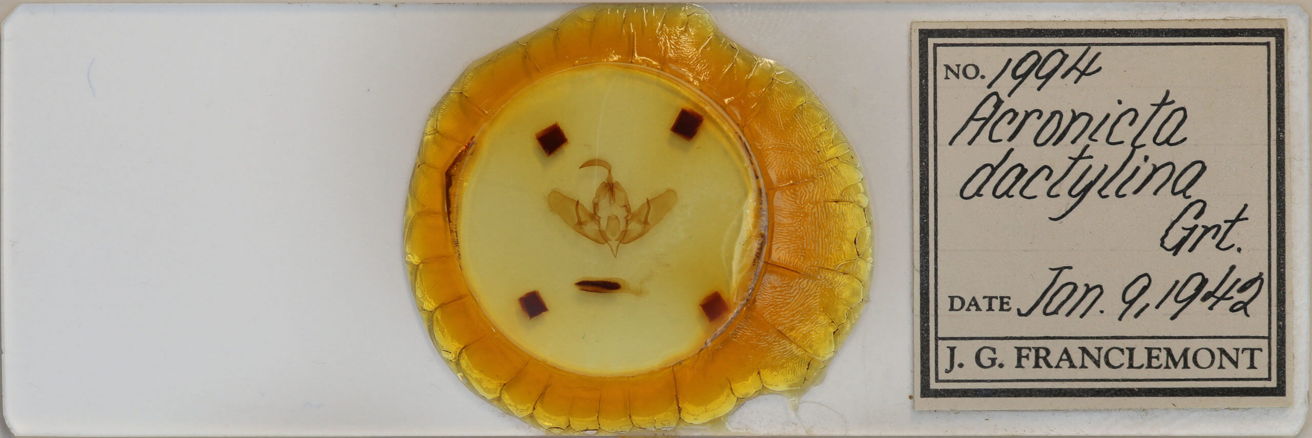 slide view of adult Acronicta dactylina