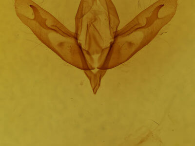 genitalia view of adult Acronicta haesitata